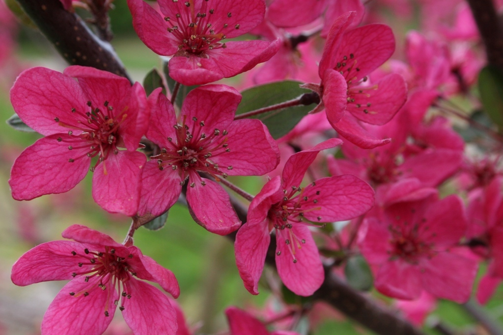 Malus 'Purple Prince' PP8478