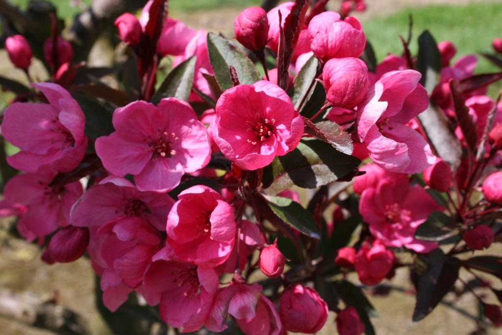 Malus 'JFS-KW5' PP14375