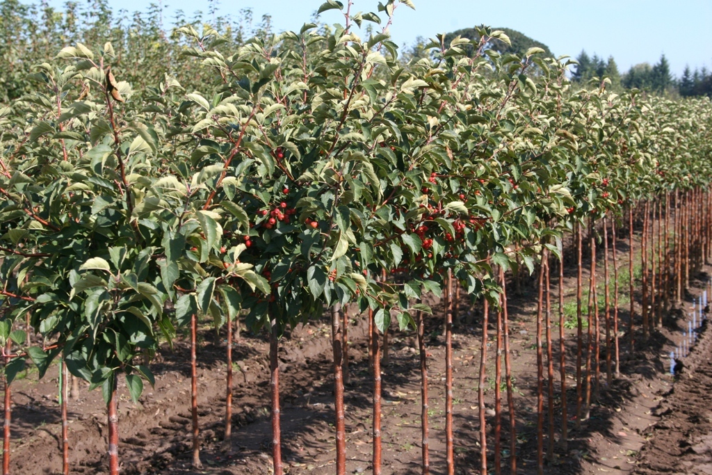 Malus sargentii 'Select A' PP12621