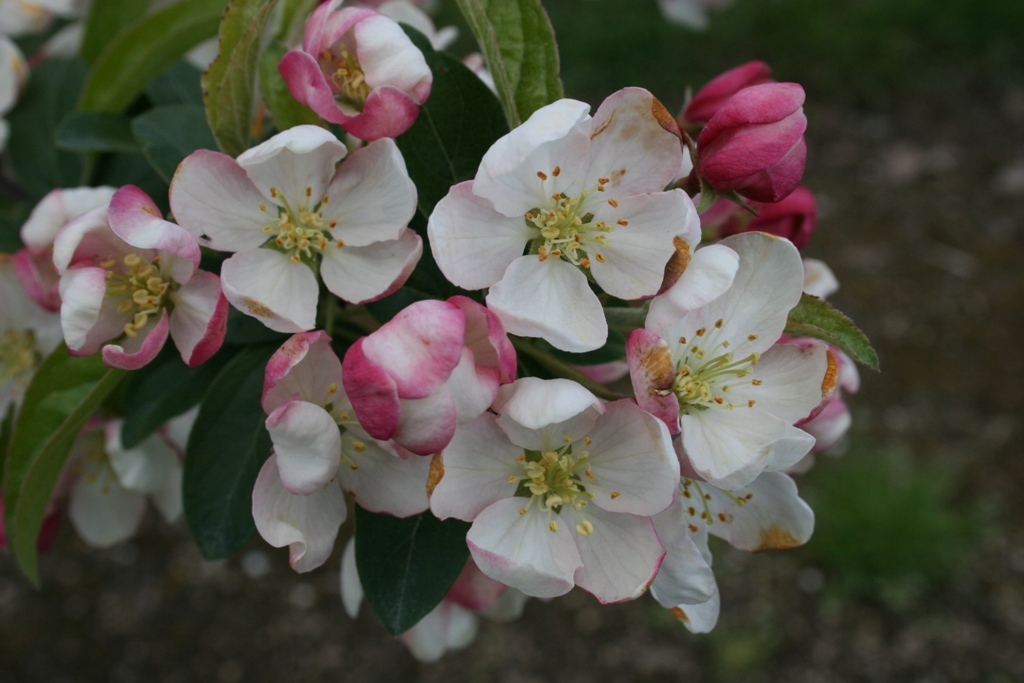 Malus x zumi var. calocarpa