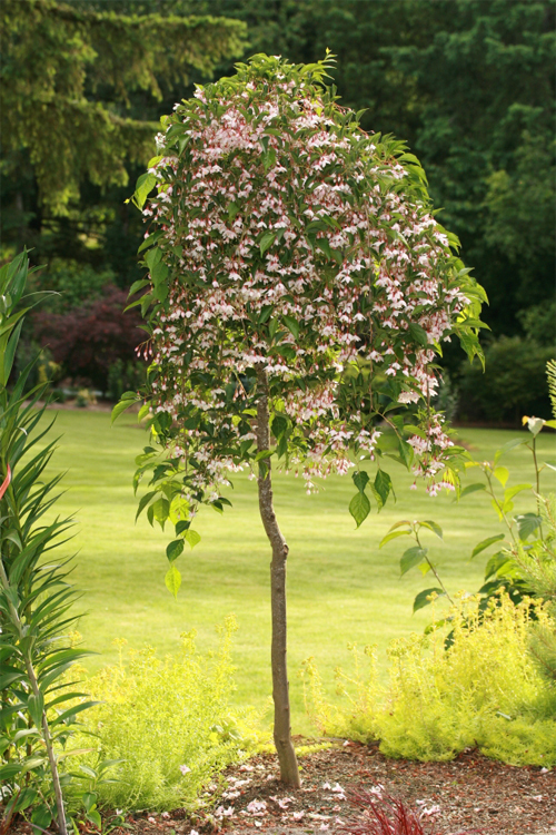 Styrax japonicus 'JLWeeping' PP23755 P3