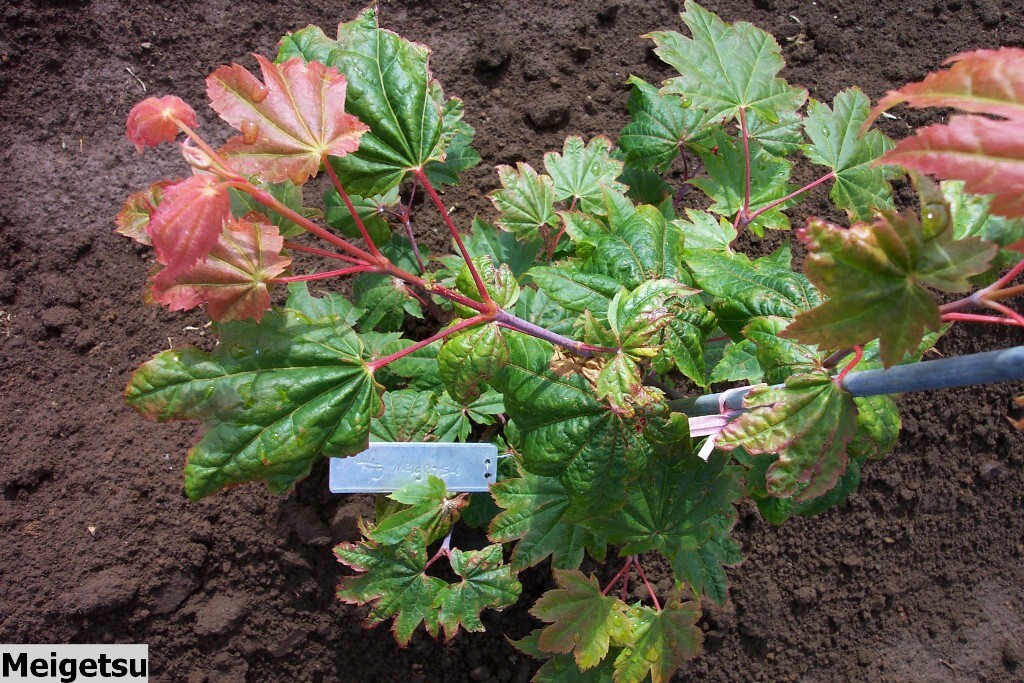 Acer japonicum 'Meigetsu'