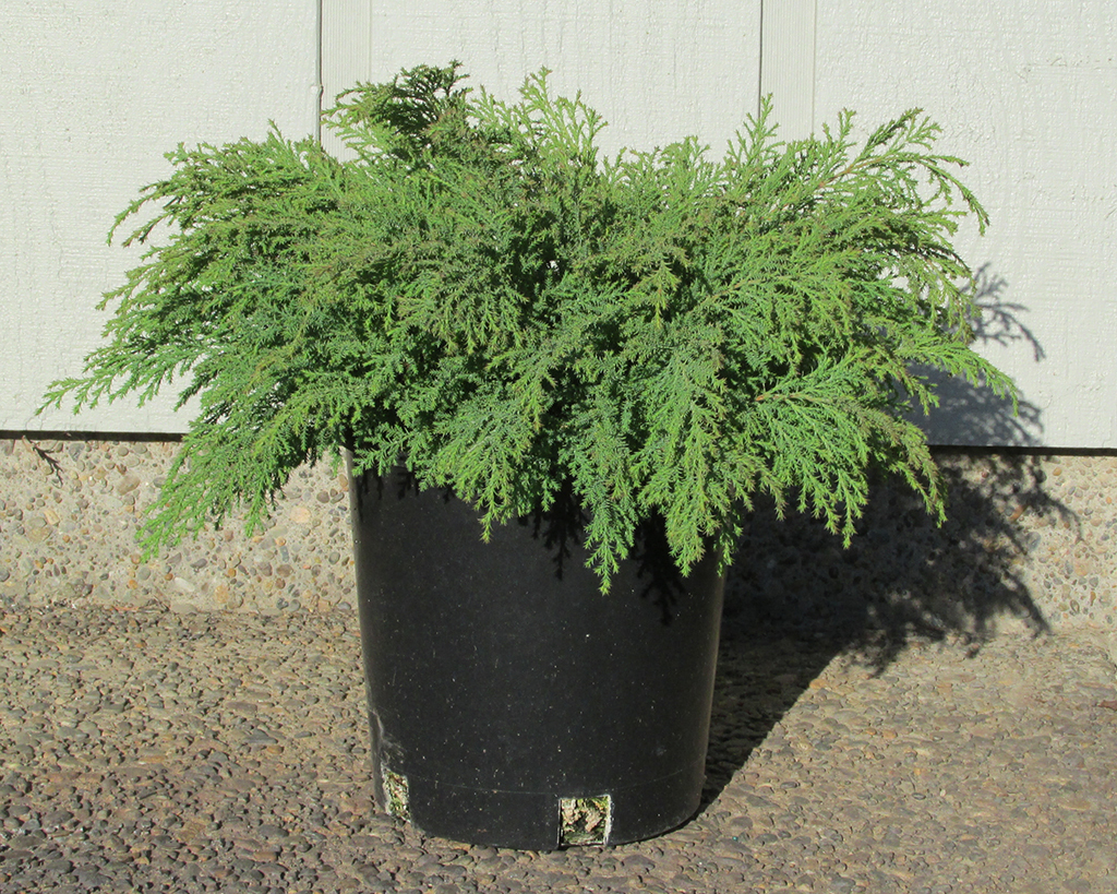 Microbiota decussata 'Condavis' PP20012