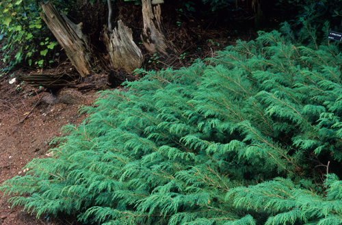 Microbiota decussata