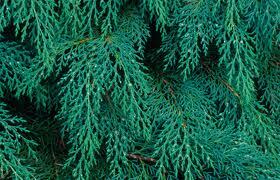  Microbiota decussata