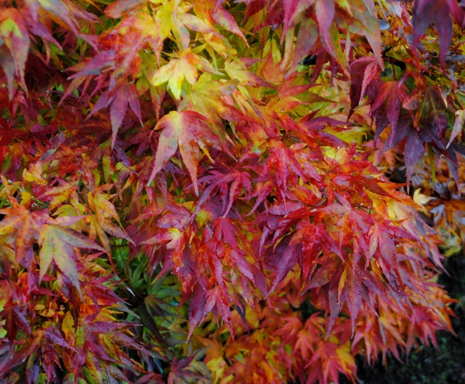 Acer palmatum 'Mikawa-yatsubusa'