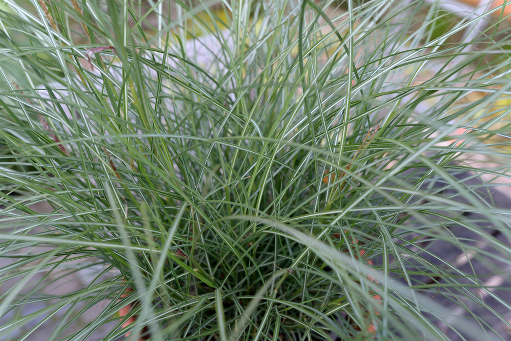 Gentle Breeze Maiden Grass