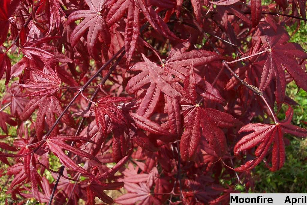 Acer palmatum 'Moonfire'