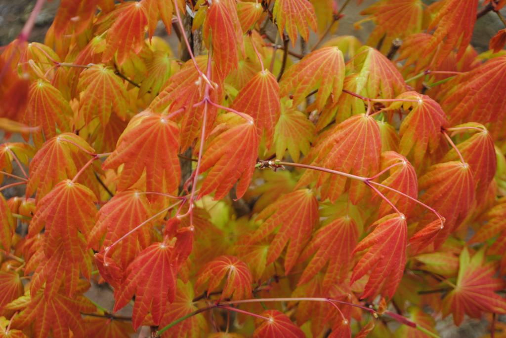 Acer shirasawanum 'Munn 001' PP16718