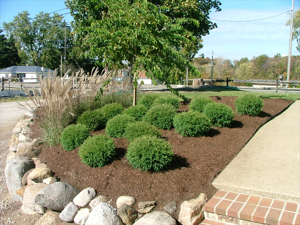 Mr. Bowling Ball® American Arborvitae