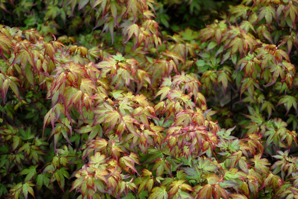 Acer palmatum 'Murasaki-kiyohime'