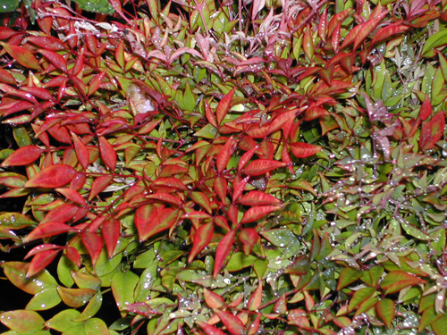 Nandina domestica 'Moonbay'