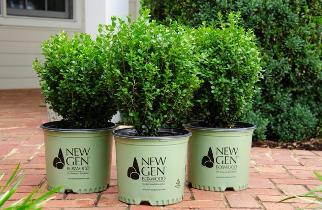 NewGen Freedom® Boxwood