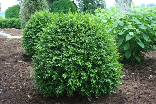  NewGen Independence® Boxwood