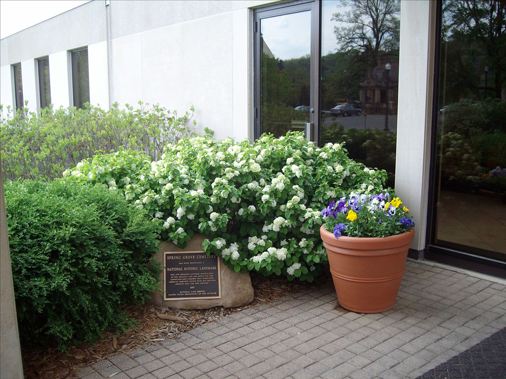 Viburnum plicatum var. tomentosum 'Newzam'