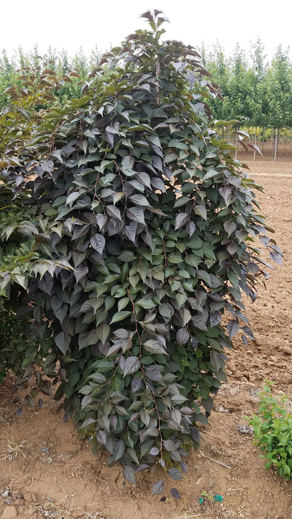 Nightfall Japanese Snowbell