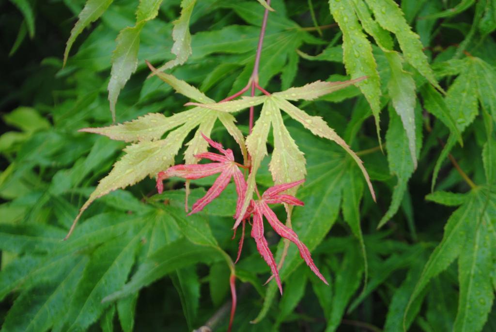 Acer palmatum 'Momiji-nishiki'
