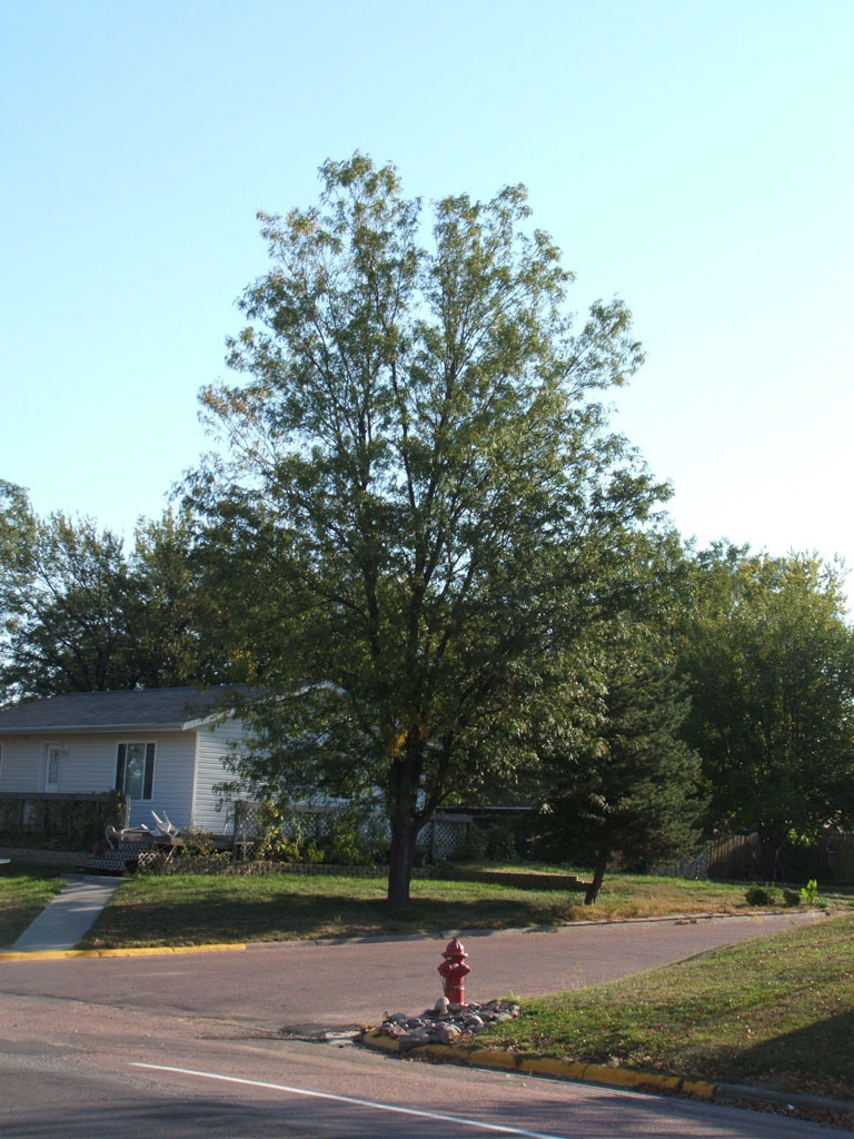 Northern Sentinel Honeylocust