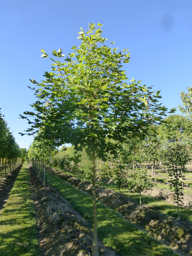 Acer truncatum x A. platanoides 'Keithsform'