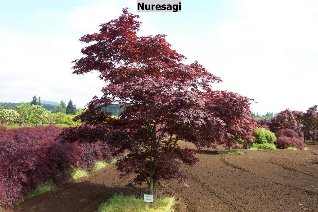 Acer palmatum 'Nuresagi'