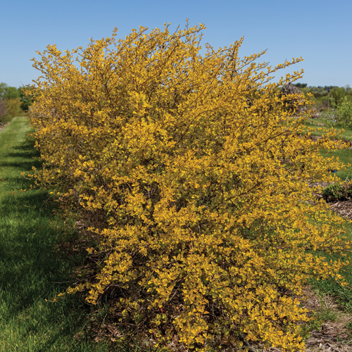 Honeycomb® Ninebark