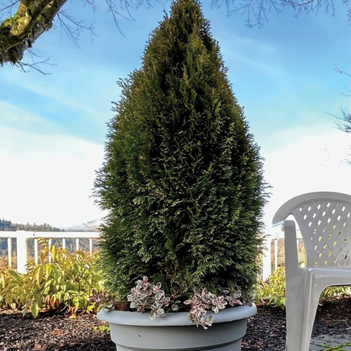Thuja occidentalis 'Thusid4'