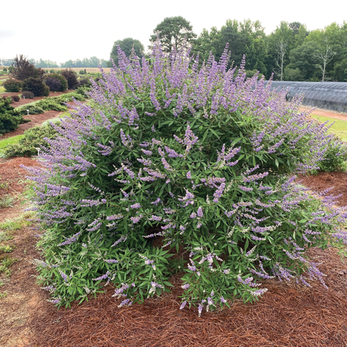 Queen Bee Chastetree