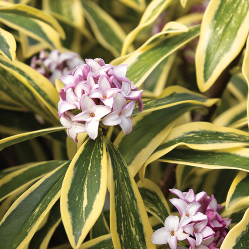Banana Split® Winter Daphne