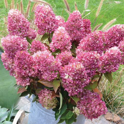 Dragon Baby™ Hydrangea