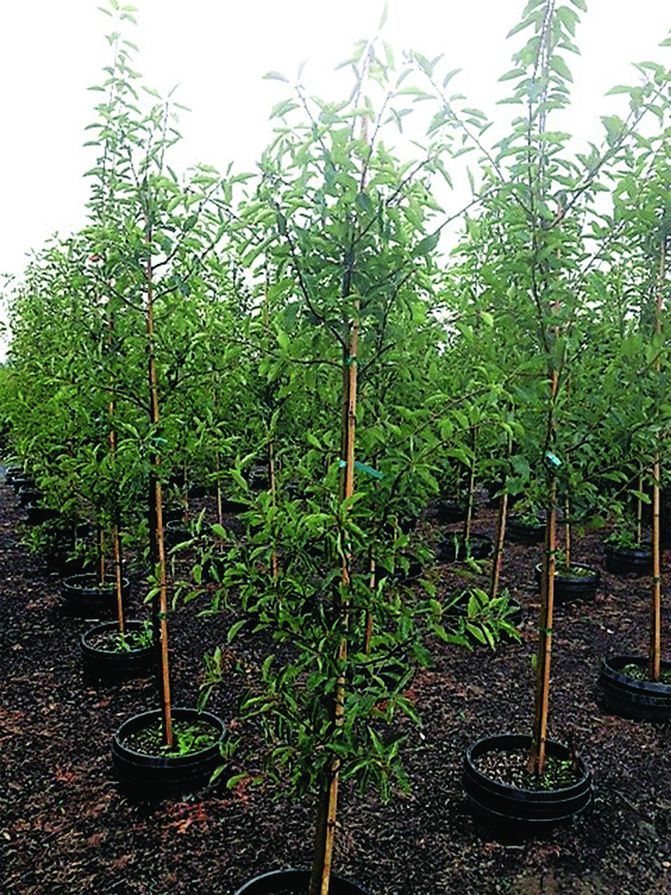 Nyssa sylvatica 'WFHI' PP22976