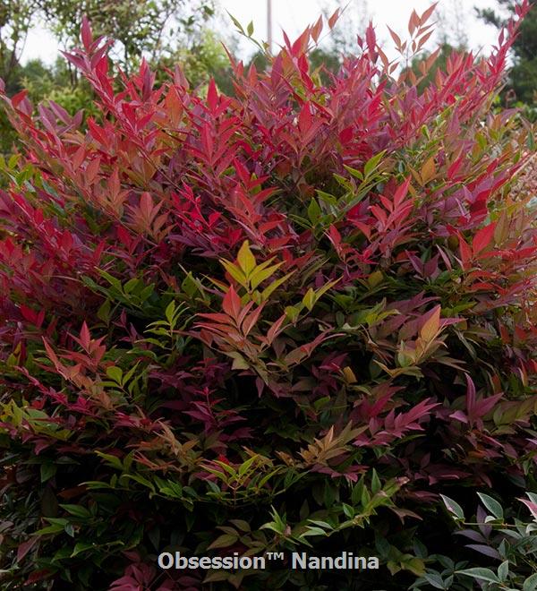 Obsession™ Nandina 