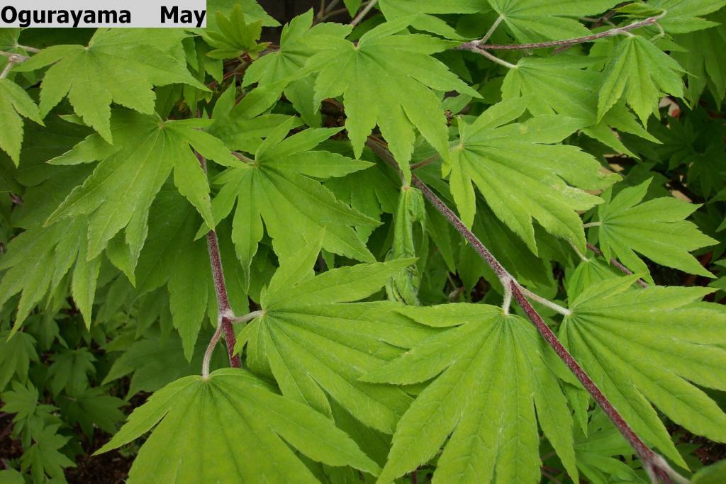 Acer japonicum 'Ogurayama'