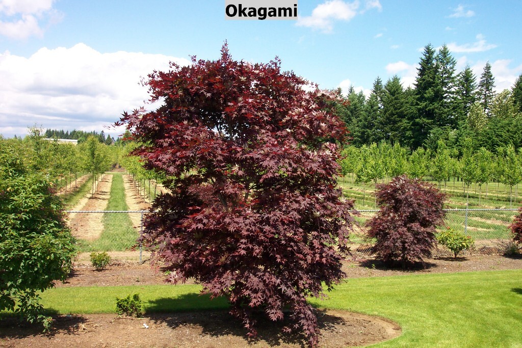 Acer palmatum 'O-kagami'