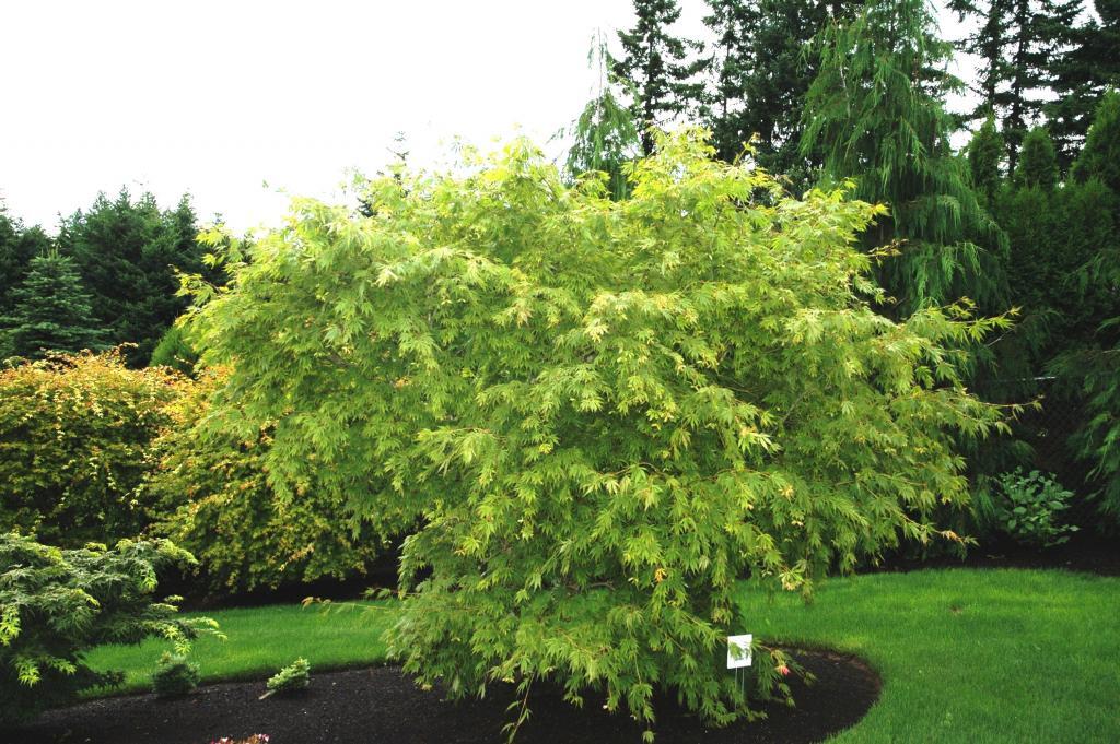 Acer palmatum 'Omurayama'