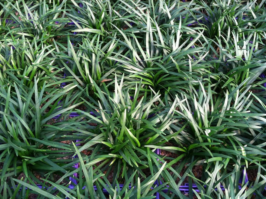 Ophiopogon japonicus 'Nana'