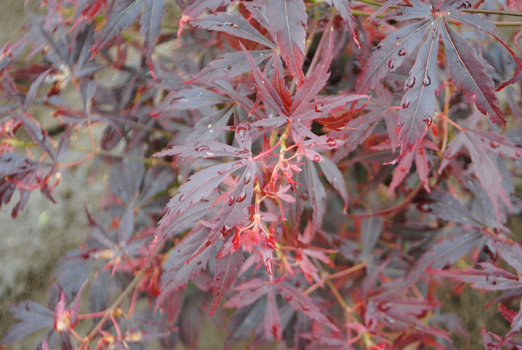 Acer palmatum 'Orion'
