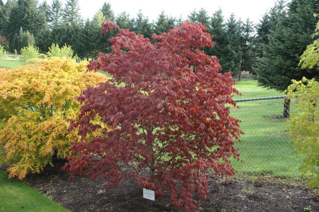 Acer palmatum 'Oshu-shidare'