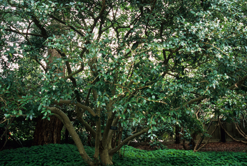 Osmanthus x burkwoodii