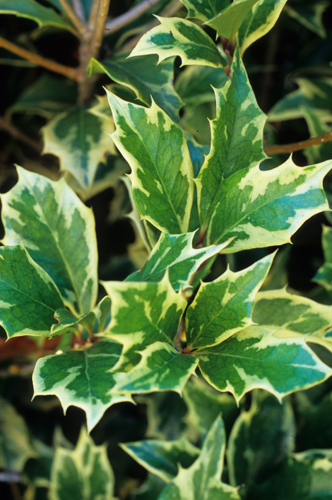 Osmanthus hererophyllus verigatus