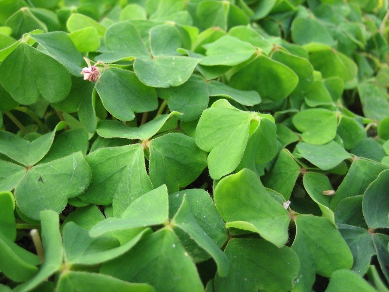 Oxalis oregana
