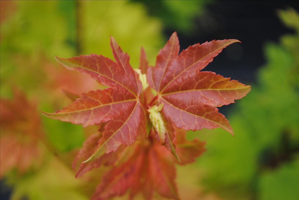 Acer circinatum 'Pacific Fire'