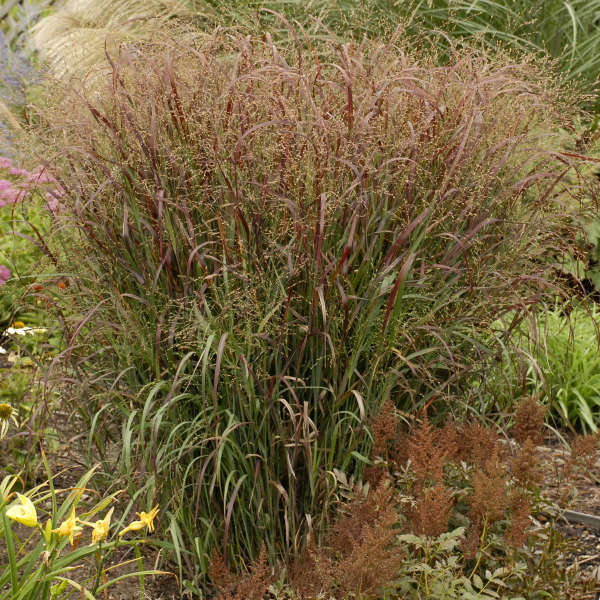 Prairie Flame Switch Grass