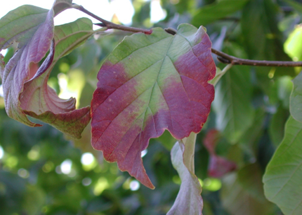 Parrotia persica 'Ruby Vase'