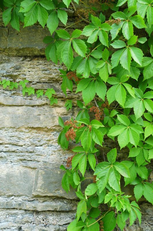Parthenocissus quinquefolia