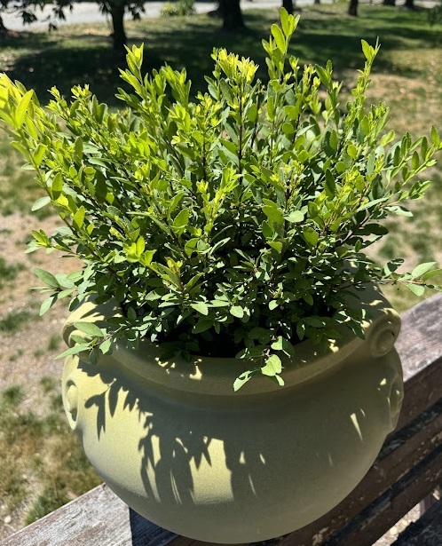 Discovered by Gurjit Sidhu as a chance seedling in a trail garden with unnamed and unpatented plants of Paxistima mysinites in British Columbia, Canada.