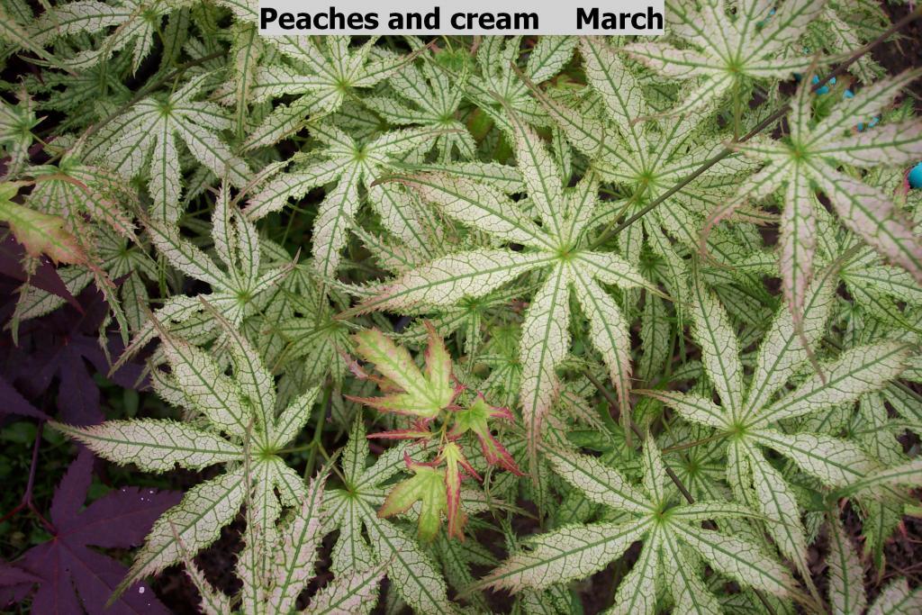 Acer palmatum 'Peaches and Cream'
