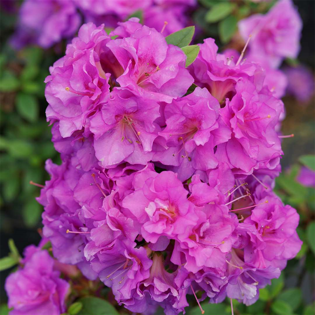 Perfecto Mundo® Double Purple Azalea
