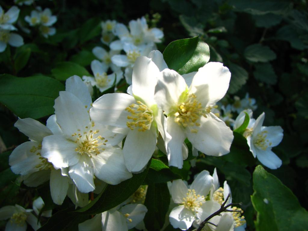 Philadelphus lewisii