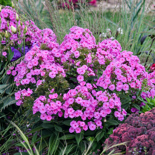 Luminary® Pristmatic Pink Tall Garden Phlox