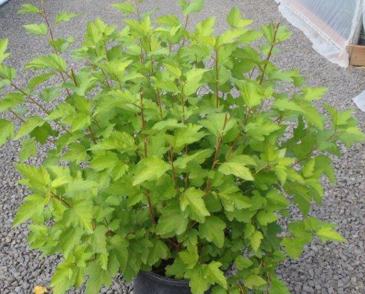Physocarpus opulifolius 'Podaras 3' PP22326
